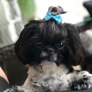 Meet your Posher, Ronni